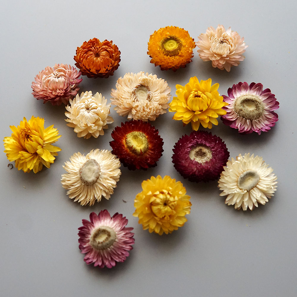 Natural Dried Colorful Chrysan - Candle Making Supplies recension och pris