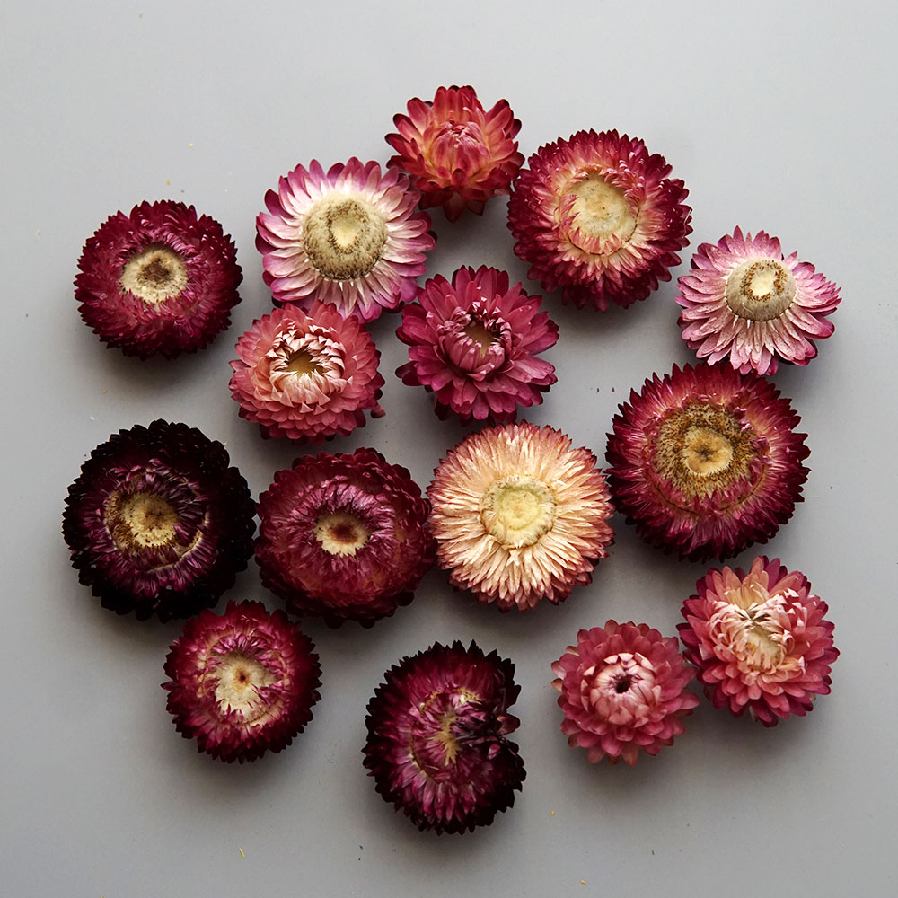 Natural Dried Colorful Chrysan - Candle Making Supplies recension och pris