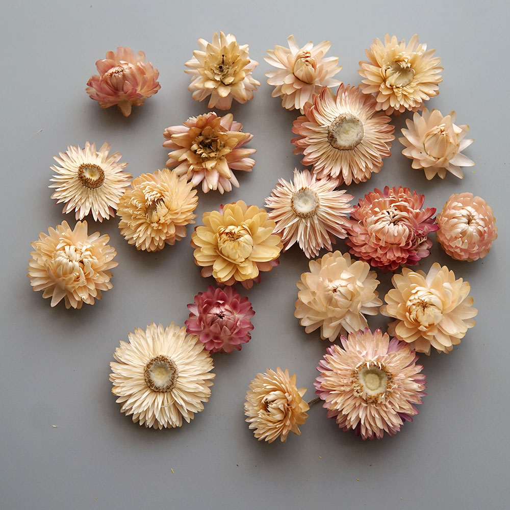 Natural Dried Colorful Chrysan - Candle Making Supplies recension och pris